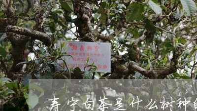 寿宁白茶是什么树种的/2023093047250