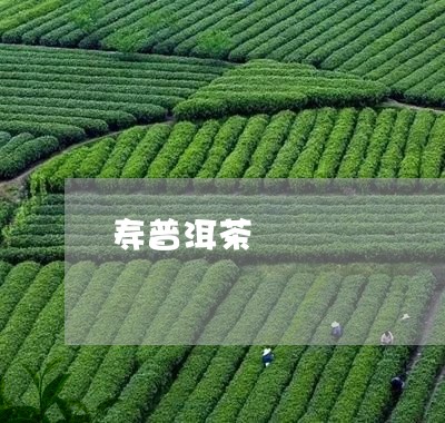 寿普洱茶/2023083114157