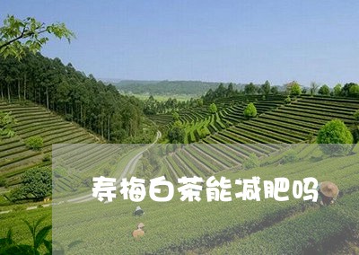 寿梅白茶能减肥吗/2023061845161