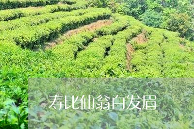 寿比仙翁白发眉/2023112435149