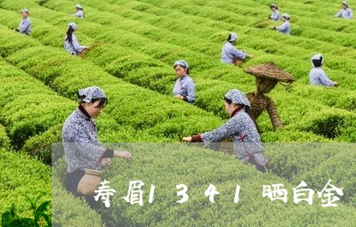 寿眉1341晒白金/2023091314159