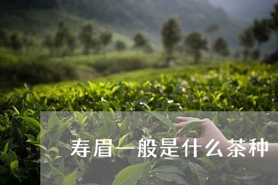 寿眉一般是什么茶种/2023120419362