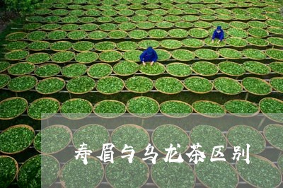 寿眉与乌龙茶区别/2023090899505