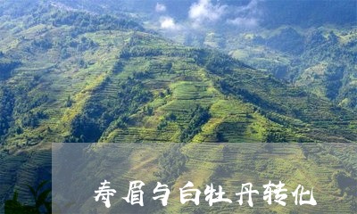 寿眉与白牡丹转化/2023090665839