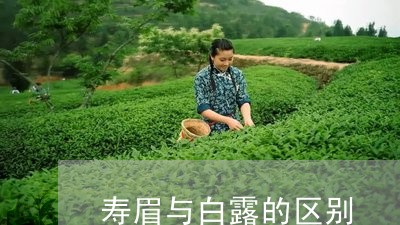 寿眉与白露的区别/2023061808364