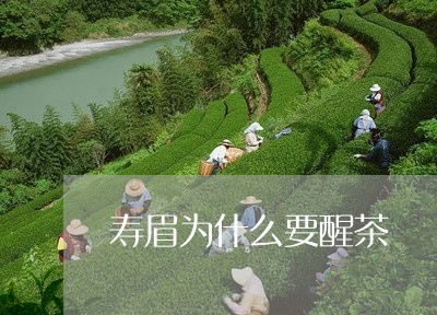 寿眉为什么要醒茶/2023090854725