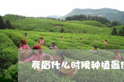 寿眉什么时候种植最佳呢/2023102425937