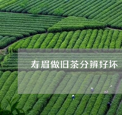 寿眉做旧茶分辨好坏/2023120480585