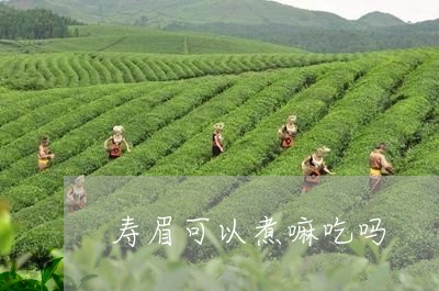 寿眉可以煮嘛吃吗/2023090869503