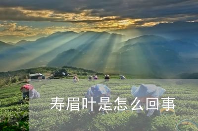 寿眉叶是怎么回事/2023061840605