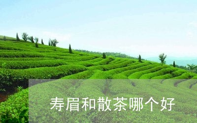 寿眉和散茶哪个好/2023090807037