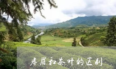 寿眉和茶叶的区别/2023090871694