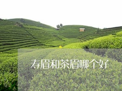 寿眉和茶眉哪个好/2023061712895