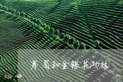 寿眉和金银花功效/2023061791793