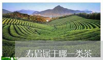 寿眉属于哪一类茶/2023090827261