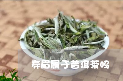 寿眉属于普洱茶吗/2023090894824