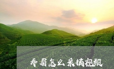 寿眉怎么采摘视频/2023061757471