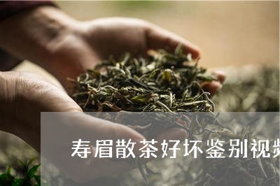 寿眉散茶好坏鉴别视频/2023093076495