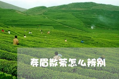 寿眉散茶怎么辨别/2023090822825