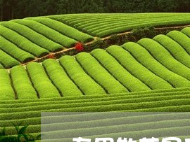 寿眉散茶是不发酵的茶吗/2023092425947