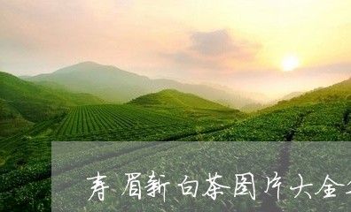 寿眉新白茶图片大全集/2023093018371