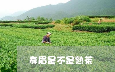 寿眉是不是熟茶/2023112433859