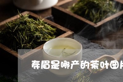 寿眉是哪产的茶叶图片/2023093042606