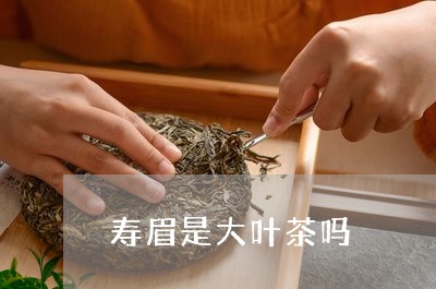 寿眉是大叶茶吗/2023112447350