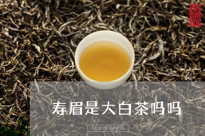 寿眉是大白茶吗吗/2023090872747