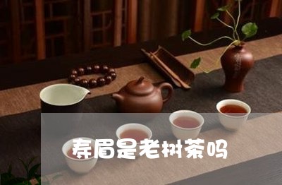 寿眉是老树茶吗/2023112492505