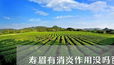 寿眉有消炎作用没吗百度/2023102571683