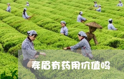 寿眉有药用价值吗/2023061731625