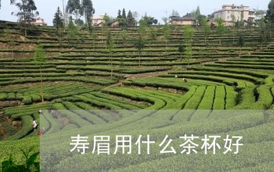 寿眉用什么茶杯好/2023061948062