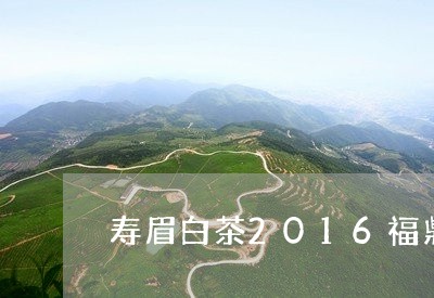 寿眉白茶2016福鼎/2023092033940