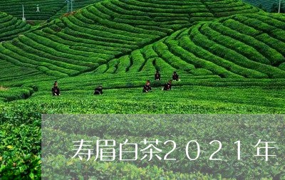 寿眉白茶2021年/2023091299581