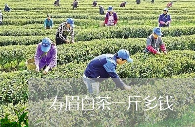 寿眉白茶一斤多钱/2023061983614