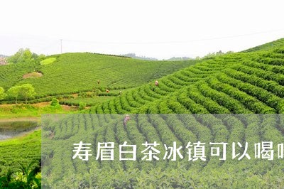 寿眉白茶冰镇可以喝吗/2023111606158