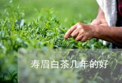 寿眉白茶几年的好/2023061972492