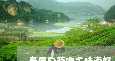 寿眉白茶哪个味道好/2023120565747