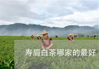 寿眉白茶哪家的最好/2023120548371