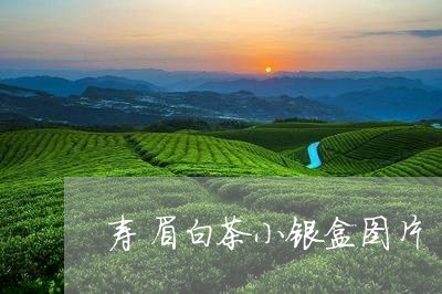 寿眉白茶小银盒图片/2023111620404