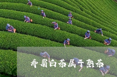 寿眉白茶属于熟茶/2023090819403