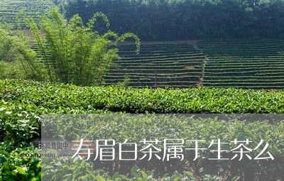 寿眉白茶属于生茶么/2023120481603