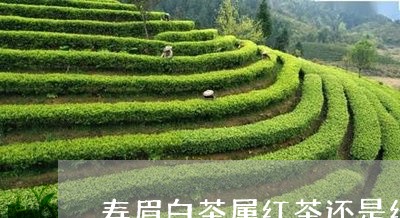 寿眉白茶属红茶还是绿茶/2023092463824