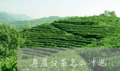 寿眉白茶怎么冲泡/2023090841926