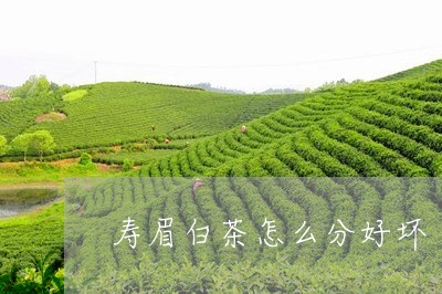 寿眉白茶怎么分好坏/2023120580704