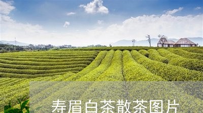 寿眉白茶散茶图片/2023061917149