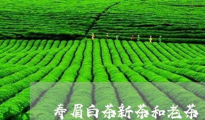 寿眉白茶新茶和老茶/2023062959692