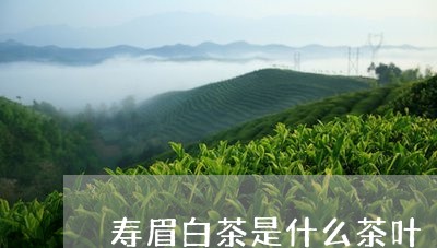 寿眉白茶是什么茶叶/2023120401493