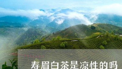 寿眉白茶是凉性的吗/2023120406138